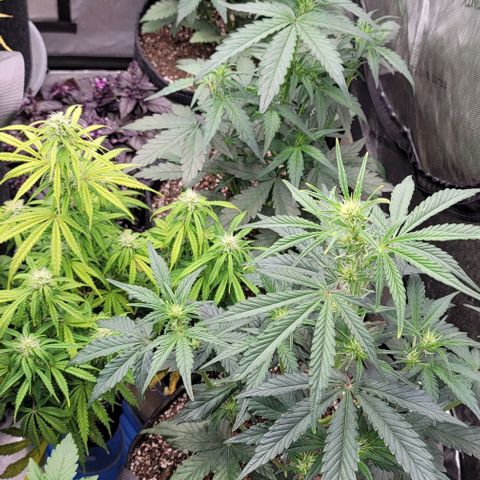 Strawberry Gorilla Auto growlog timeline photo