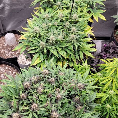 Banana Purple Punch Auto growlog timeline photo