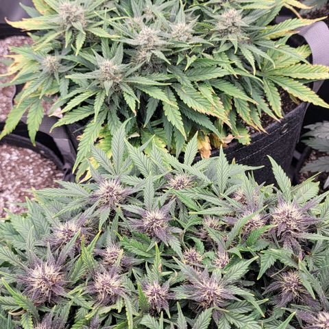 Banana Purple Punch Auto growlog timeline photo