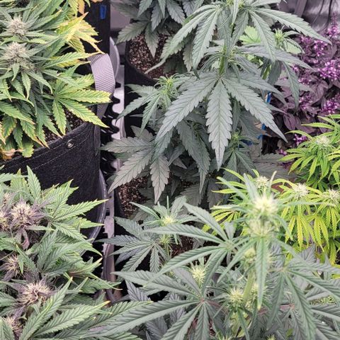 Strawberry Gorilla Auto growlog timeline photo