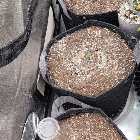 Mimosa Cake Auto growlog timeline photo