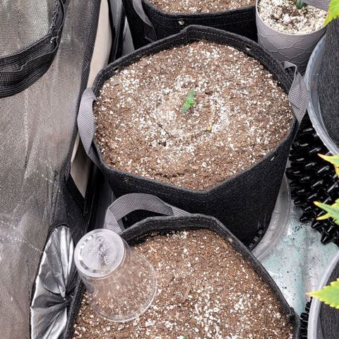 Mimosa Cake Auto growlog timeline photo