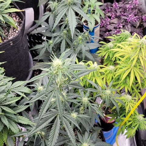 Strawberry Gorilla Auto growlog timeline photo
