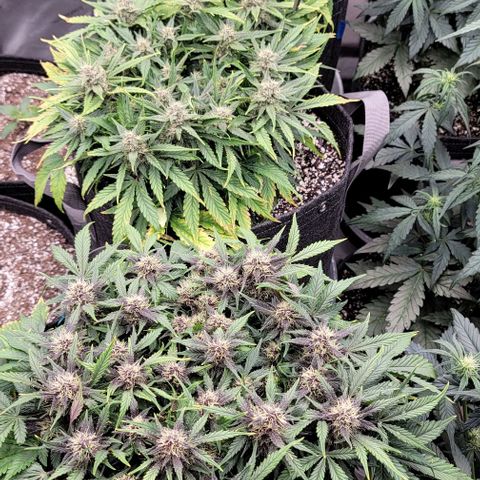 Banana Purple Punch Auto growlog timeline photo