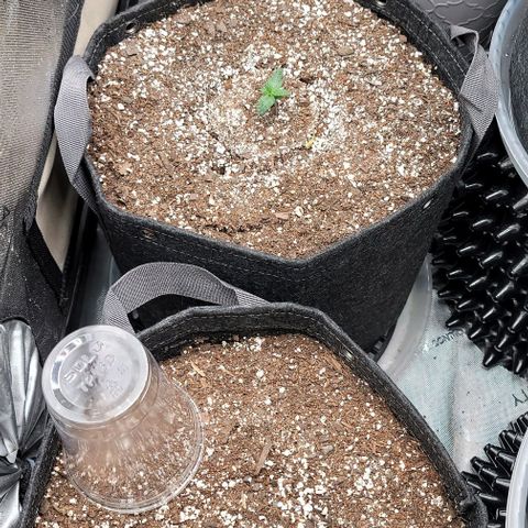 Mimosa Cake Auto growlog timeline photo