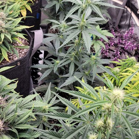 Strawberry Gorilla Auto growlog timeline photo