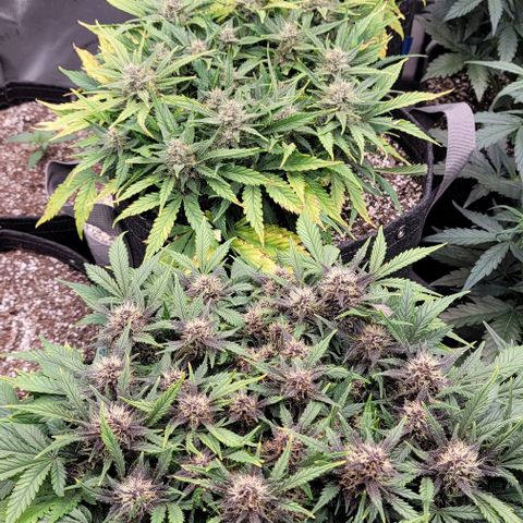 Banana Purple Punch Auto growlog timeline photo