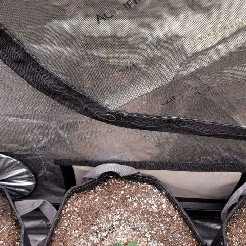 Mimosa Cake Auto growlog timeline photo