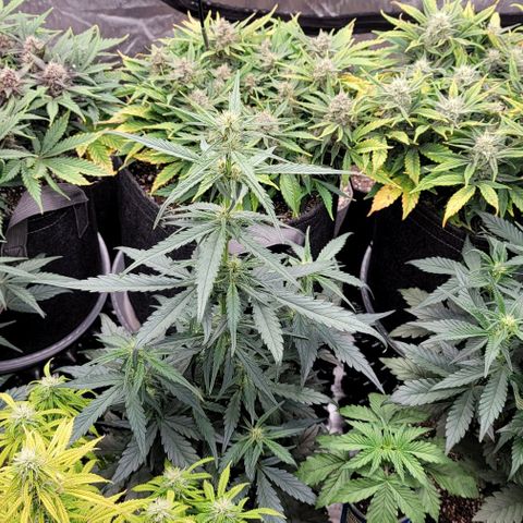 Strawberry Gorilla Auto growlog timeline photo