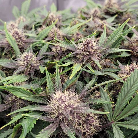 Banana Purple Punch Auto growlog timeline photo