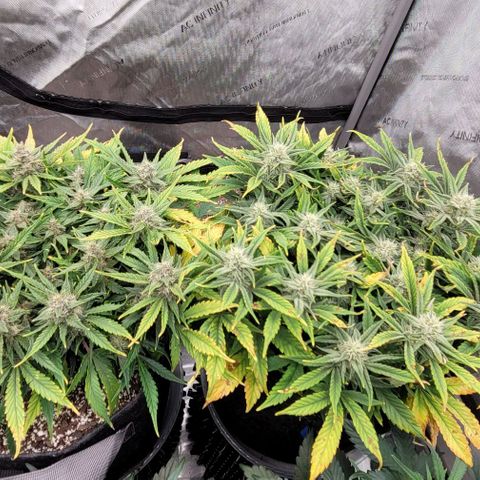 Banana Purple Punch Auto growlog timeline photo