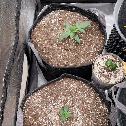 Mimosa Cake Auto growlog timeline photo