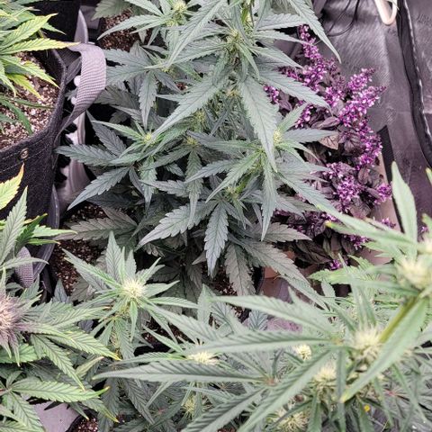 Strawberry Gorilla Auto growlog timeline photo