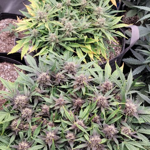 Banana Purple Punch Auto growlog timeline photo