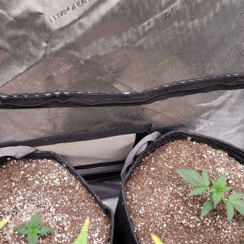Mimosa Cake Auto growlog timeline photo
