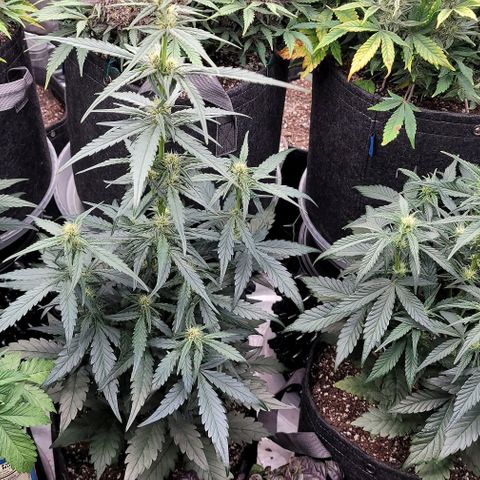 Strawberry Gorilla Auto growlog timeline photo