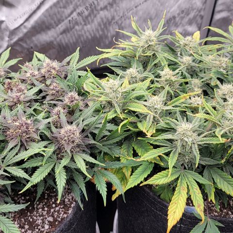 Banana Purple Punch Auto growlog timeline photo