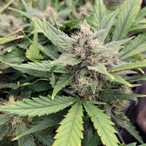 Banana Purple Punch Auto growlog timeline photo