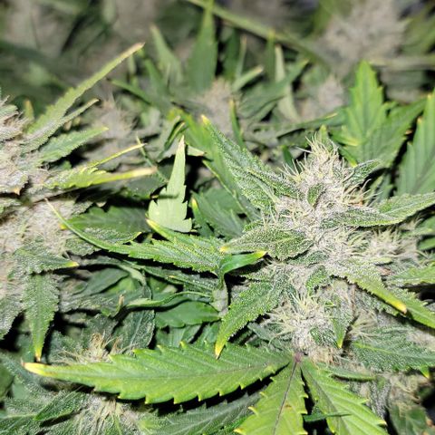 Banana Purple Punch Auto growlog timeline photo