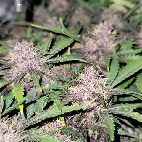 Banana Purple Punch Auto growlog timeline photo