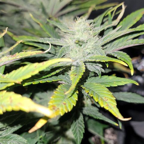 Banana Purple Punch Auto growlog timeline photo