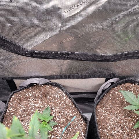 Mimosa Cake Auto growlog timeline photo