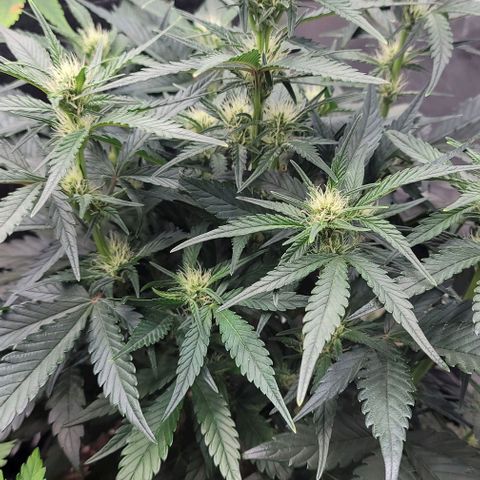 Strawberry Gorilla Auto growlog timeline photo