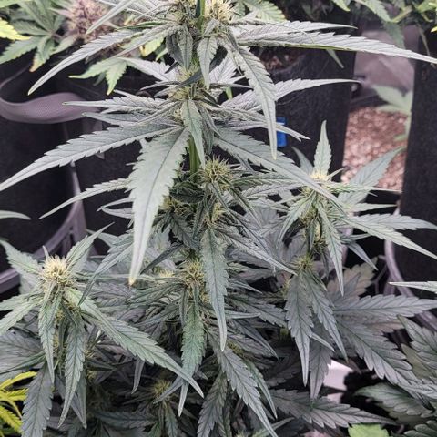 Strawberry Gorilla Auto growlog timeline photo