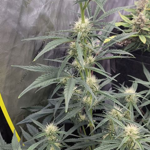 Strawberry Gorilla Auto growlog timeline photo