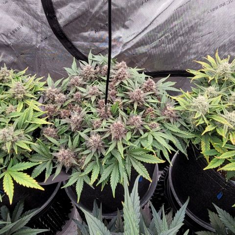 Banana Purple Punch Auto growlog timeline photo