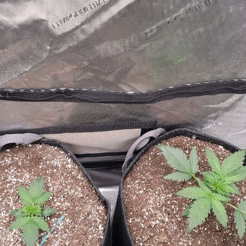 Mimosa Cake Auto growlog timeline photo