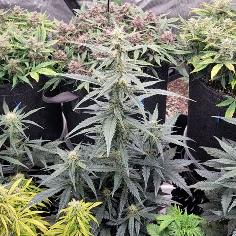 Strawberry Gorilla Auto growlog timeline photo