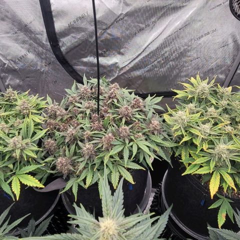Banana Purple Punch Auto growlog timeline photo
