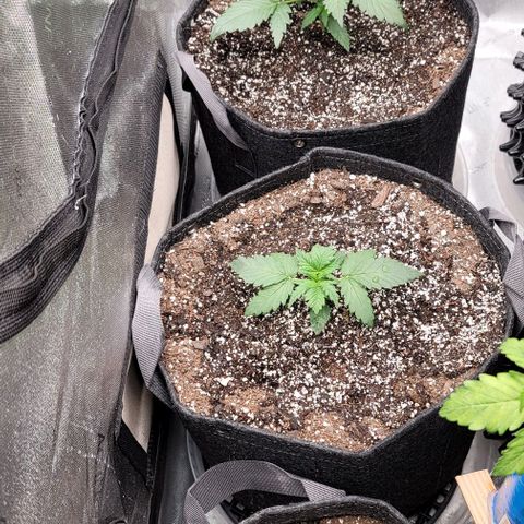 Mimosa Cake Auto growlog timeline photo