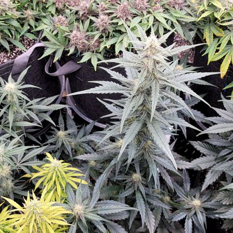 Strawberry Gorilla Auto growlog timeline photo