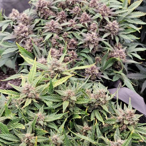 Banana Purple Punch Auto growlog timeline photo