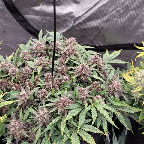 Banana Purple Punch Auto growlog timeline photo