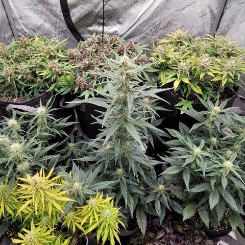 Strawberry Gorilla Auto growlog timeline photo