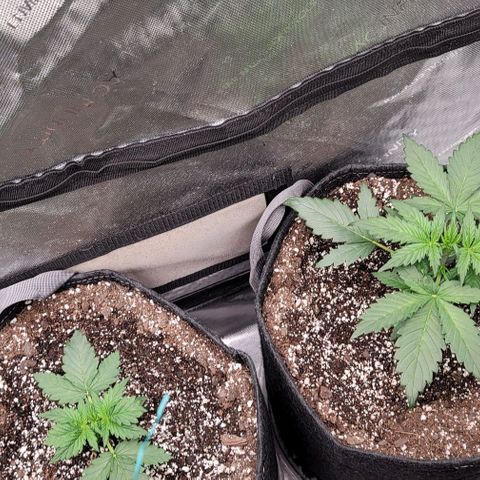 Mimosa Cake Auto growlog timeline photo