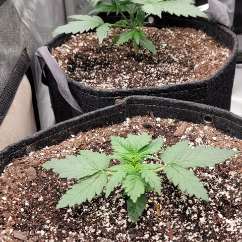 Mimosa Cake Auto growlog timeline photo