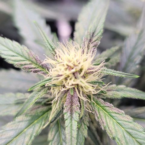 Mimosa Cake Auto growlog timeline photo