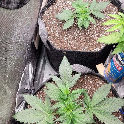 Mimosa Cake Auto growlog timeline photo