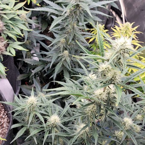 Strawberry Gorilla Auto growlog timeline photo
