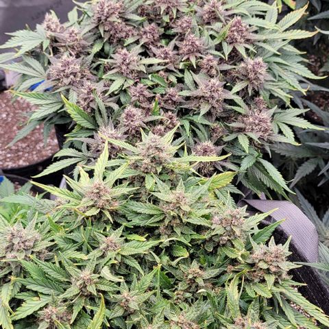 Banana Purple Punch Auto growlog timeline photo