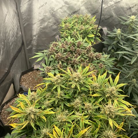 Banana Purple Punch Auto growlog timeline photo