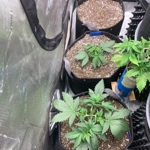 Mimosa Cake Auto growlog timeline photo