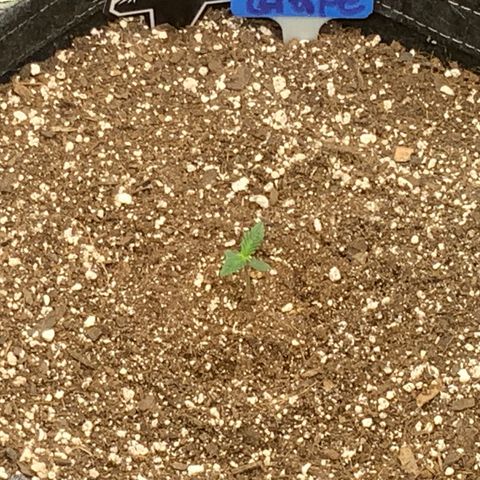 Double grape  growlog timeline photo