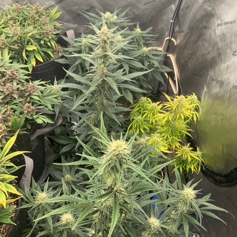 Strawberry Gorilla Auto growlog timeline photo