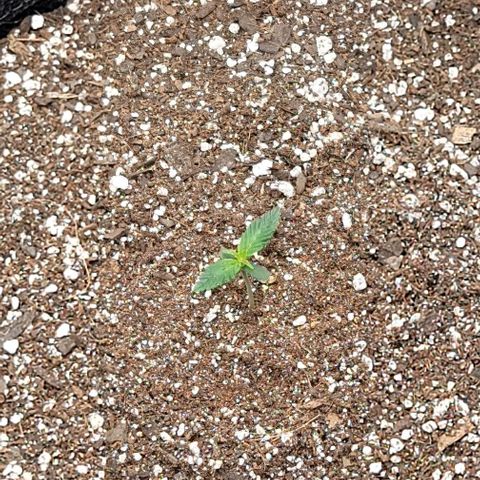 Double grape  growlog timeline photo