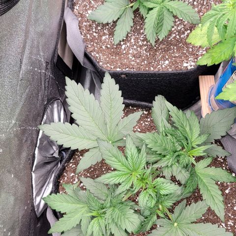 Mimosa Cake Auto growlog timeline photo